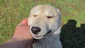 НЗ для щенка Дары