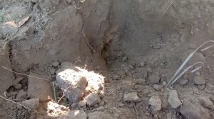 Как поймать слепыша на крючок/ День 2-й, утро/  Проверка ловушки и результат/