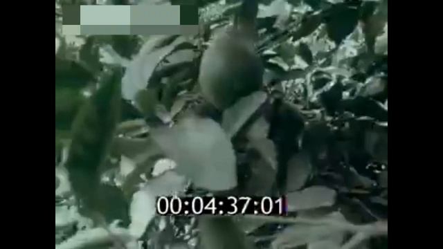 Агропром СССР! Сельское хозяйство Советского Союза - 1988 смотреть онлайн
