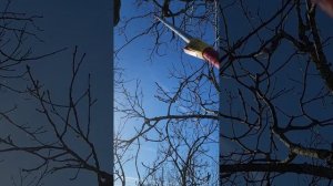 Обрезка дуба