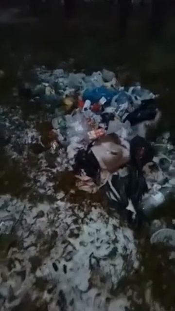 Поросята на озере