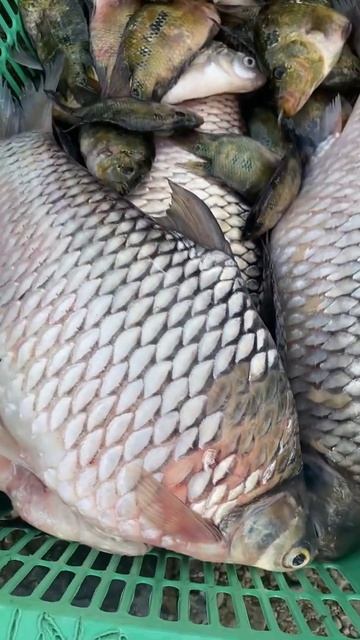 Big Carp Caught at Magat River #shorts