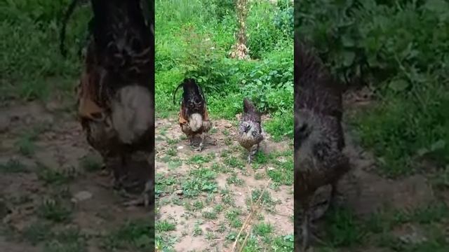 Мои любимые Люйкеданьцзи 🥰