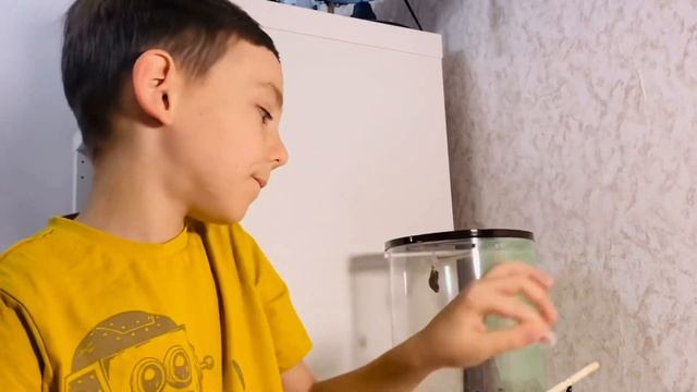 Как выращивать бабочек дома смотреть онлайн