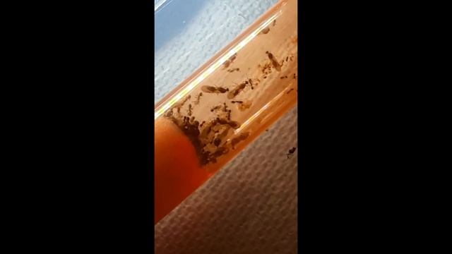 Moving my Colony, New Nest (Pheidole megacephala) смотреть онлайн