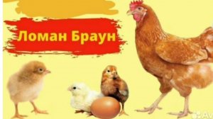ЛОМАН БРАУН отличие курочек от петушков
