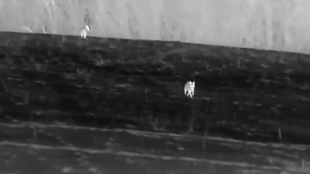 AGM Taipan TM25 Coyote Hunting смотреть онлайн