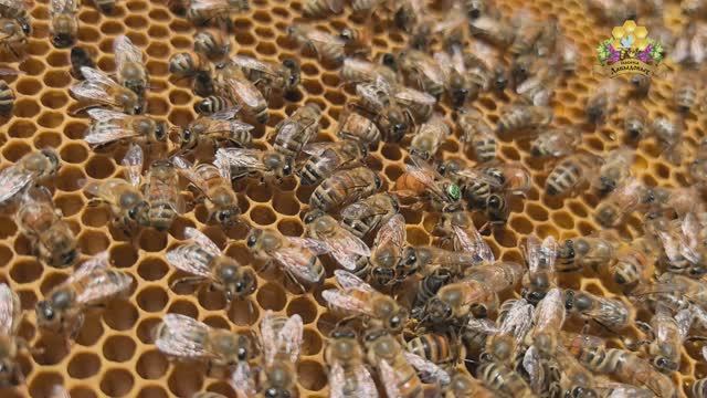 B224(DSA)24 Kmk B300(DSA)22 [20 Dr.c.]