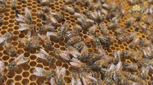 B224(DSA)24 kmk B300(DSA)22 [20 dr.c.]