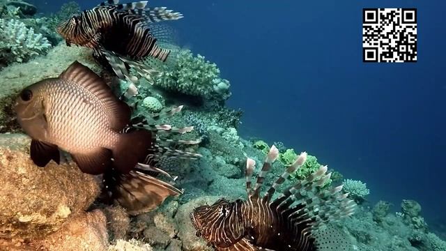 Дайвинг в окрестностях Лиссабона