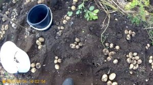 КАРТОФЕЛЬ-МАДЕЙРА и СИФРА