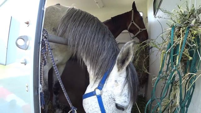 Из Крыма в Москву с ребёнком и лошадьми смотреть онлайн