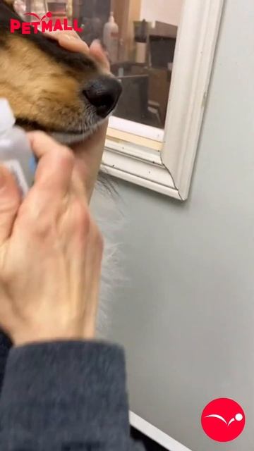 PETMALL | TROPICLEAN - How to use: Tropiclean Clean Teeth Gel!!! смотреть онлайн