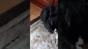 Пончик пьет витаминки