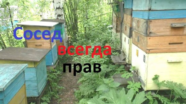 Как пчеловоду сохранить мир с соседями