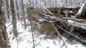 Трелёвка леса ТДТ55.