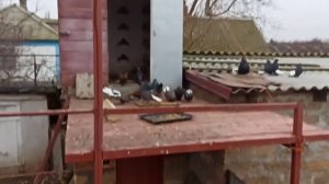 Николаевские голуби, само подъём 10.01.2022г.