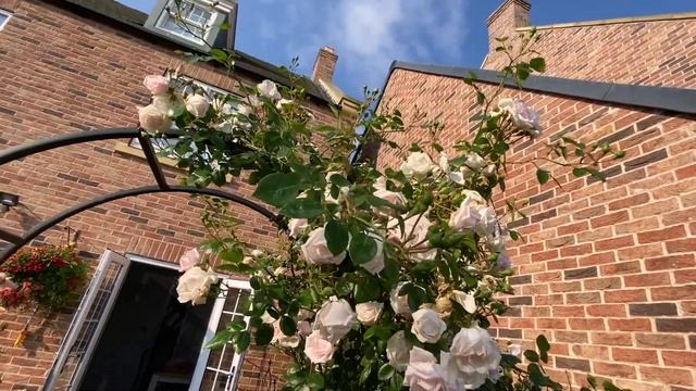Most Romantic Climbing Rose Arch In A Small Garden🥀 Newdawn Climbing Rose And Rosa Susie