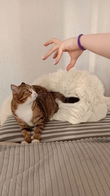 Кот говорит отстань. А-то уйду.Кот разговаривает жестами)