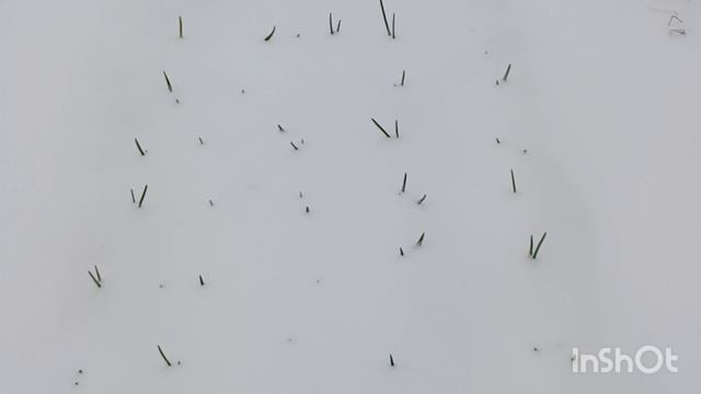 Дача, 19 апреля 2025 года, выпал снег, ждём заморозки, Кузбасс город Кемерово смотреть онлайн