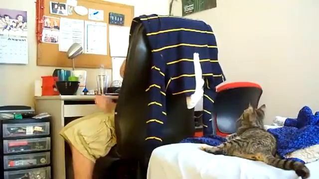 Разыграл кота.... смотреть онлайн