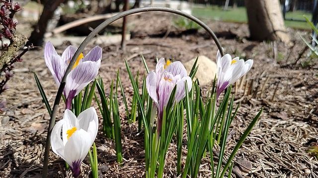 Крокусы на даче 19.04.2025 смотреть онлайн