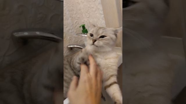 27.11.2022 Кошки- плошки смотреть онлайн