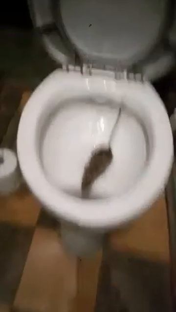 Крыса пришла из унитаза 5 этаж.The rat came from the toilet on the 5th floor смотреть онлайн