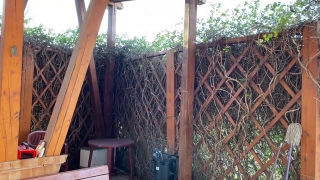 Lonicera japonica смотреть онлайн