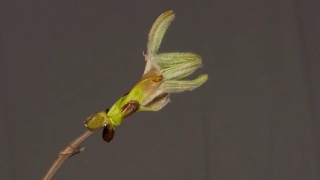 Blooming Leaves Time Lapse | Amazing Nature смотреть онлайн