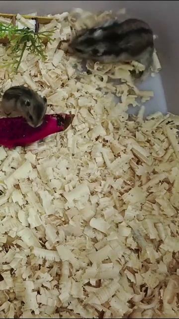Babies Hamster Need Much Food To Support Their Daily Growing Up смотреть онлайн