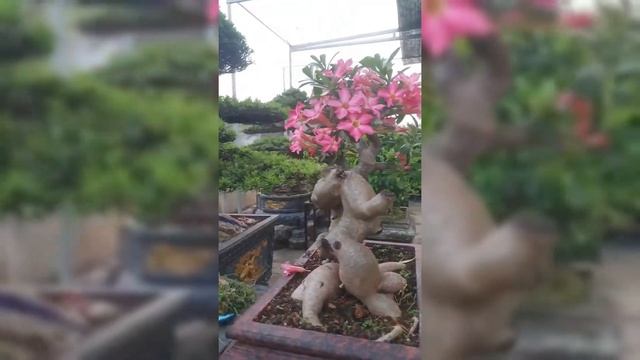 Bonsaivillage - How to care and shape Plumeria bonsai anyone can do! смотреть онлайн