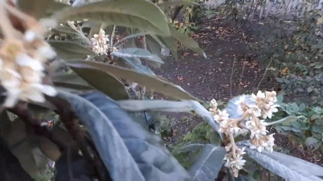 Мушмула смотреть онлайн