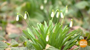Почему подснежники морозов не боятся? Доброе утро. Суббота. Фрагмент выпуска от 19.04.2025