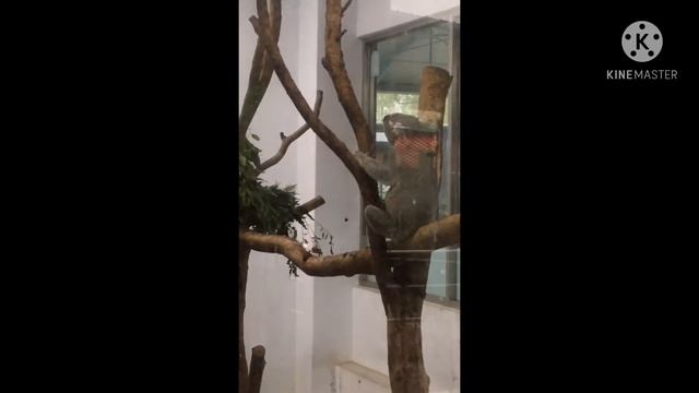 Panda, Koala And Pink Flamingo @ Taipei Zoo