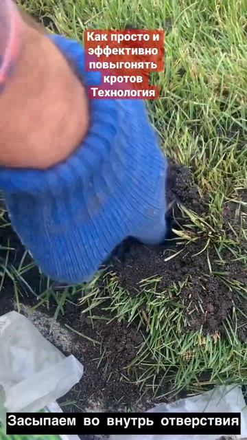 Как просто и эффективно повыгонять кротов с газона, участка? смотреть онлайн