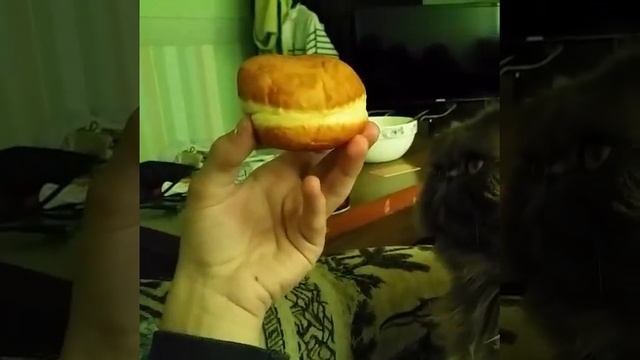 кот и пончик