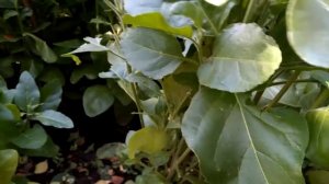 уборка махорки 109