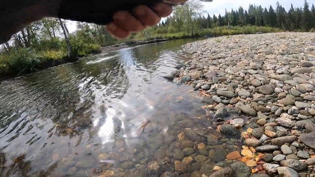 Хариус.Урал. Река Сермяжная.