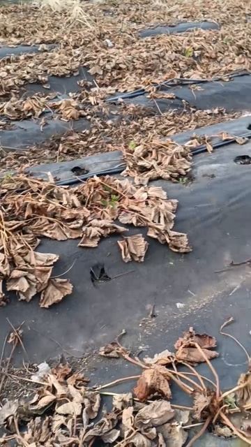 Чистим клубничные грядки смотреть онлайн