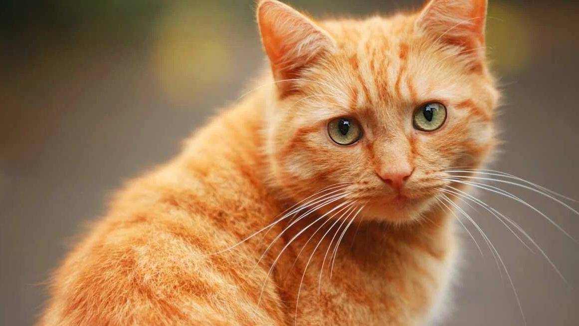 "Кот, который гулял сам по себе". Самара. Часть 1. смотреть онлайн