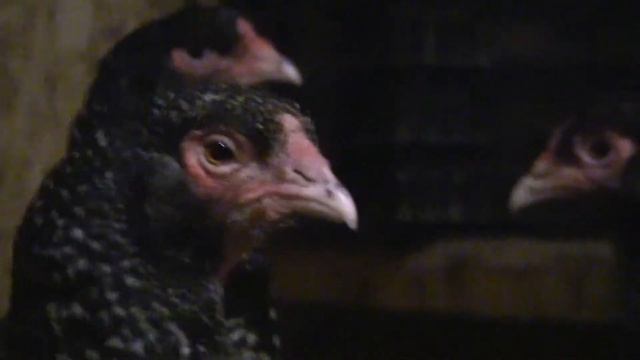 Малины Индейкоголовые смотреть онлайн