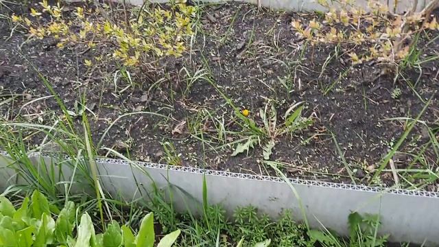 Рыба вышла из пруда.