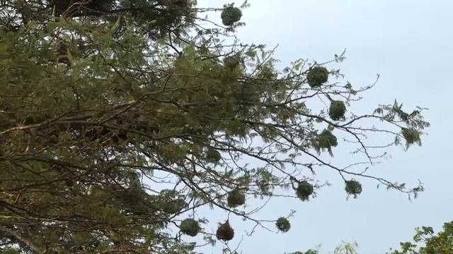 Balancing Conservation and Development in Yala Swamp смотреть онлайн