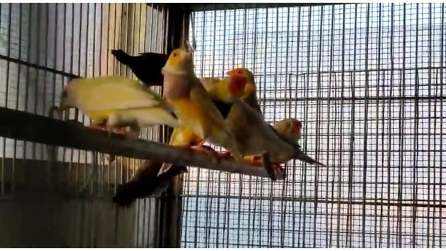 Albino cut throat split | lady goldian | euro finch | star Finch | zebra finch | variety of finche смотреть онлайн
