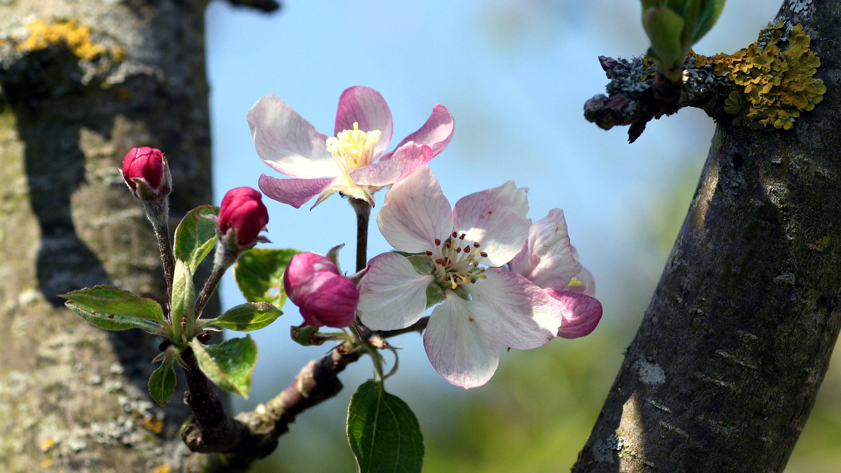 Способы защиты растений от ВОЗВРАТНЫХ ЗАМОРОЗКОВ. ЧУДО-ЭЛИКСИР в помощь пострадавшим культурам.