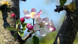 Способы защиты растений от ВОЗВРАТНЫХ ЗАМОРОЗКОВ. ЧУДО-ЭЛИКСИР в помощь пострадавшим культурам.
