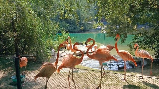 Мини-бой))) смотреть онлайн