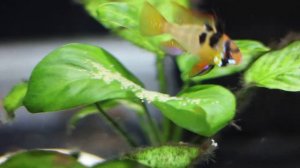 Апистограмма рамирези размножение.