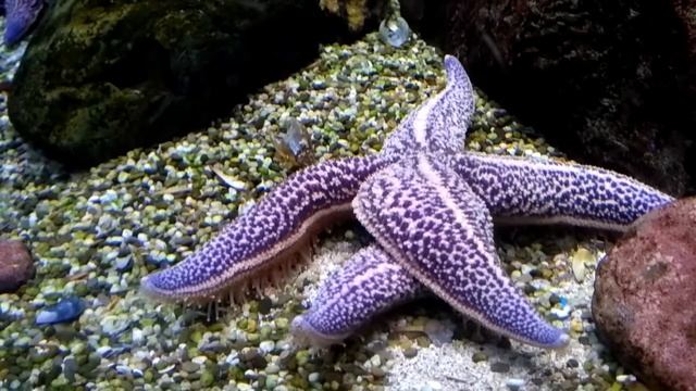 Морская звезда упала вверх пузом и переворачивается смотреть онлайн